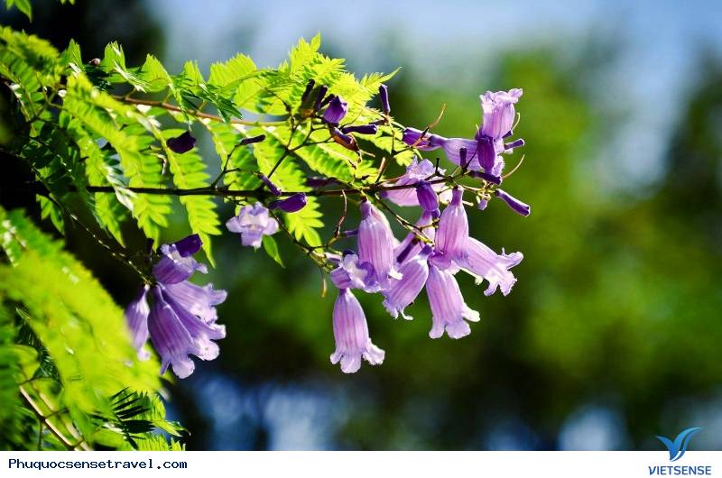 Tháng 3 là mùa của những loài hoa nào