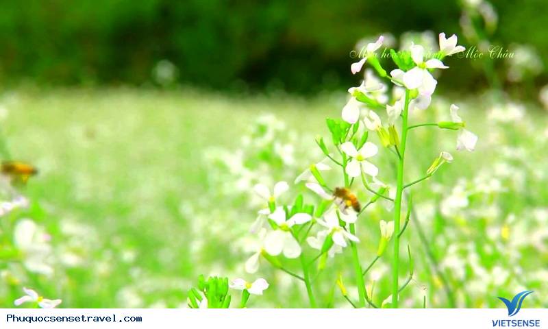 Tháng 3 là mùa của những loài hoa nào
