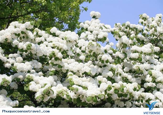 Tháng 3 là mùa của những loài hoa nào - Ảnh 6