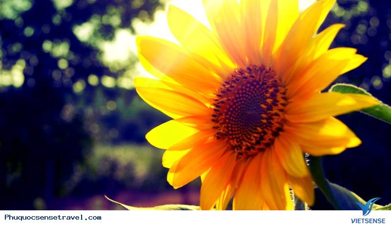 Tháng 3 là mùa của những loài hoa nào