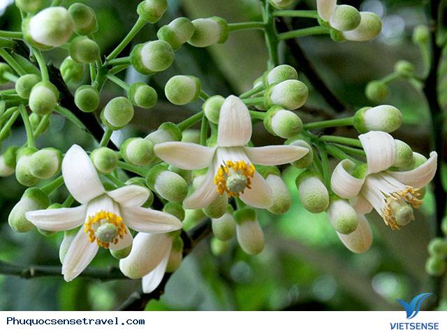 Tháng 3 là mùa của những loài hoa nào - Ảnh 8