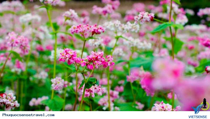 Tháng 3 là mùa của những loài hoa nào - Ảnh 10