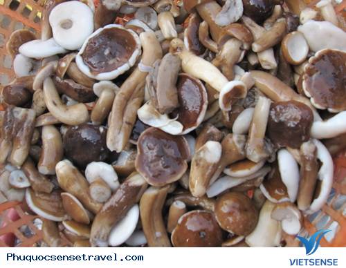 Nấm tràm Phú Quốc Nấm tràm Phú Quốc