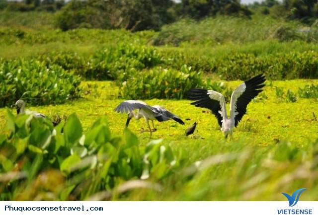 chương trình chèo thuyền đi cầu khỉ ở U Minh Thượng - Ảnh 2