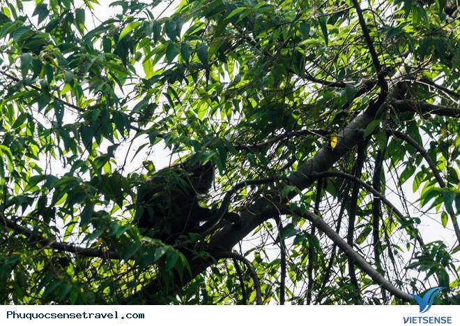 chương trình chèo thuyền đi cầu khỉ ở U Minh Thượng - Ảnh 8