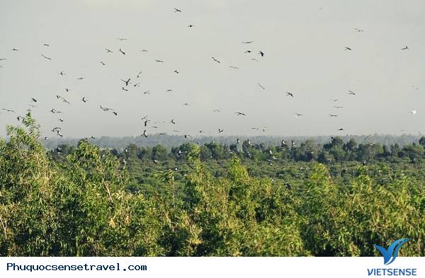 chương trình chèo thuyền đi cầu khỉ ở U Minh Thượng - Ảnh 5