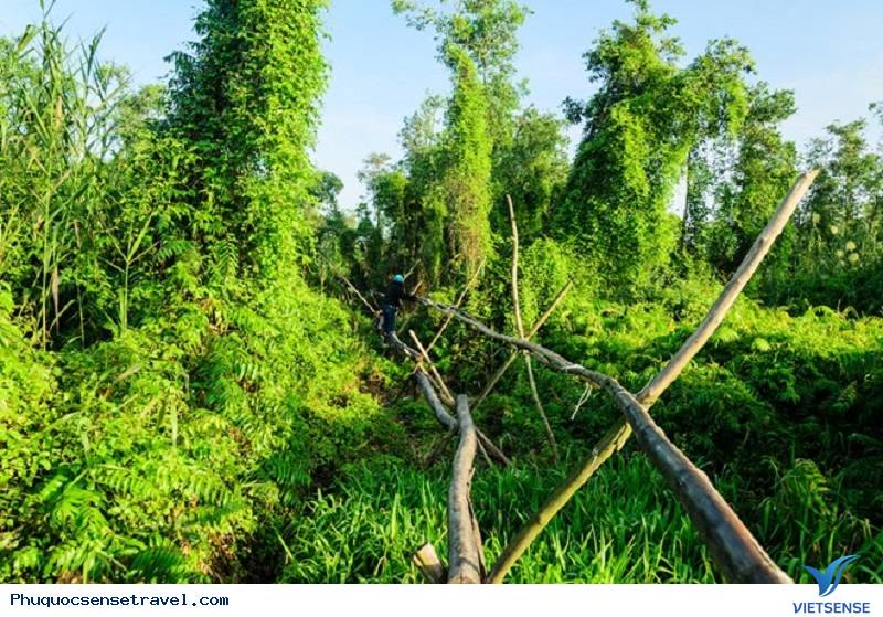 chương trình chèo thuyền đi cầu khỉ ở U Minh Thượng - Ảnh 6