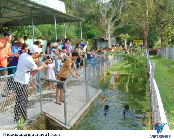 Trang trại chó xoáy Phú Quốc - Ảnh 1 Trang trại chó xoáy Phú Quốc - Ảnh 1