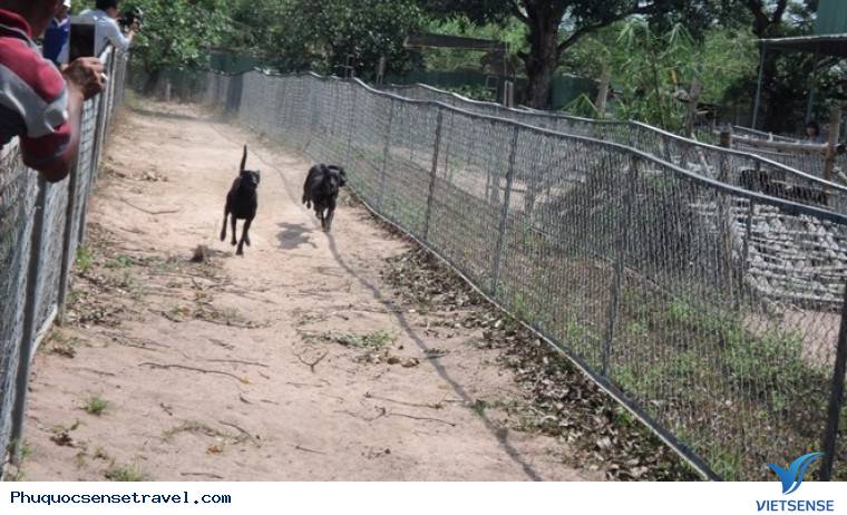 Trang trại chó xoáy Phú Quốc - Ảnh 4 Trang trại chó xoáy Phú Quốc - Ảnh 4