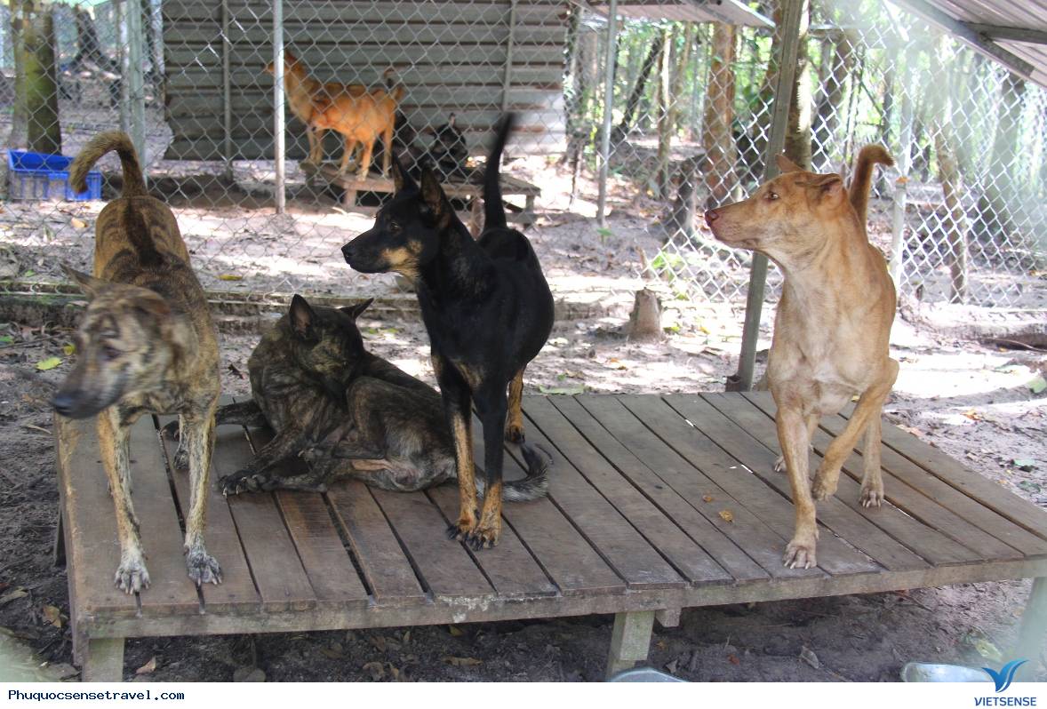 Trang trại chó xoáy Phú Quốc: Trang trại chó xoáy Phú Quốc là nơi sinh sống của các bé chó xinh xắn và khỏe mạnh. Hãy xem qua hình ảnh để thưởng thức vẻ đẹp của chúng.