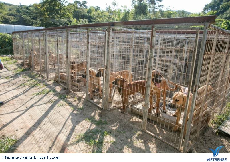 Trang trại chó xoáy Phú Quốc - Ảnh 5 Trang trại chó xoáy Phú Quốc - Ảnh 5