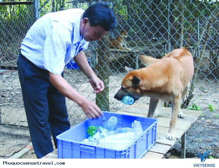 Trang trại chó xoáy Phú Quốc - Ảnh 2 Trang trại chó xoáy Phú Quốc - Ảnh 2