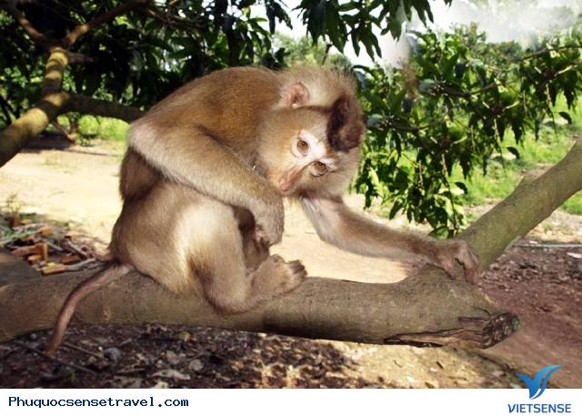 Vinpearl Safari là vườn thú tại Đảo Ngọc Phú Quốc - Ảnh 6