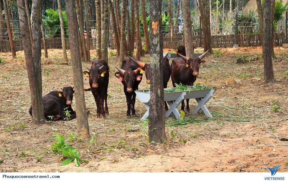 Vinpearl Safari là vườn thú tại Đảo Ngọc Phú Quốc - Ảnh 3