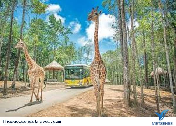 Vinpearl Safari là vườn thú tại Đảo Ngọc Phú Quốc - Ảnh 5