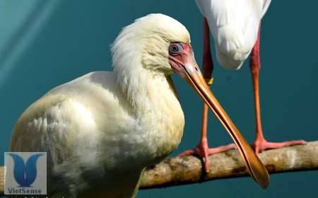 Vinpearl Safari vừa đón gần 200 động vật quý hiếm