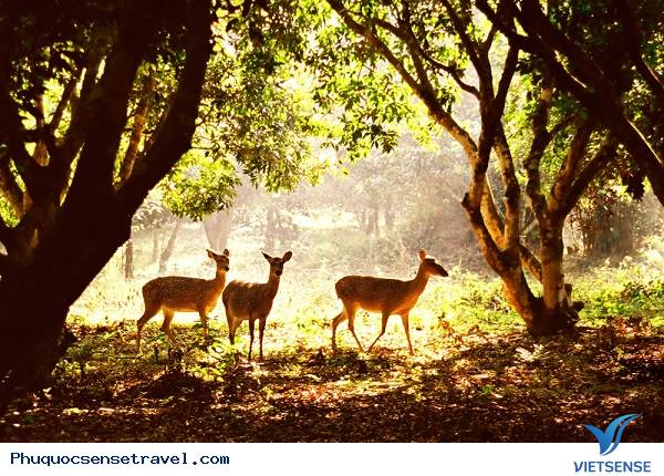 Vườn quốc gia Phú Quốc là gì Vườn quốc gia Phú Quốc là gì