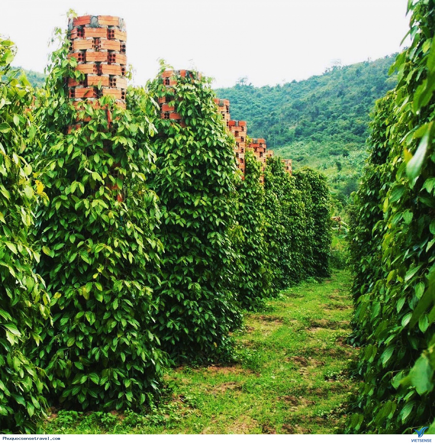 Vườn tiêu Phú Quốc - Ảnh 1