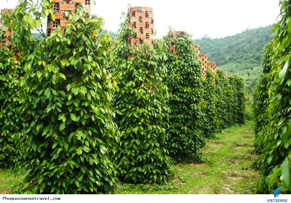 Vườn tiêu Phú Quốc xanh mướt một màu - Ảnh 1 Vườn tiêu Phú Quốc xanh mướt một màu - Ảnh 1