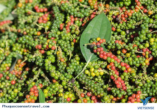 Vườn tiêu Phú Quốc xanh mướt một màu - Ảnh 5 Vườn tiêu Phú Quốc xanh mướt một màu - Ảnh 5