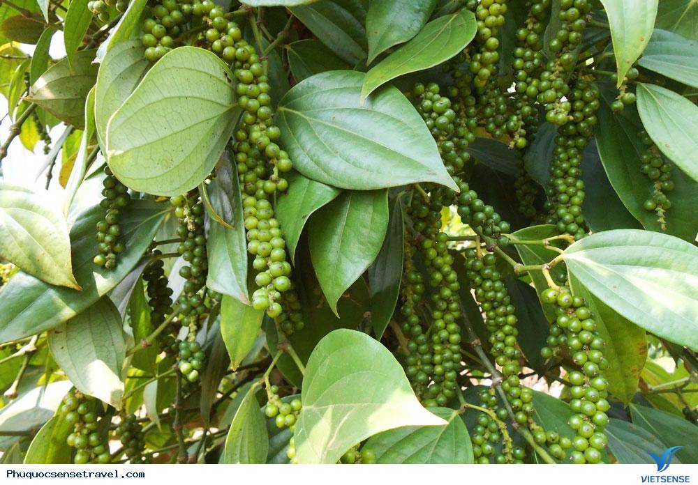 Vườn tiêu Phú Quốc xanh mướt một màu - Ảnh 6 Vườn tiêu Phú Quốc xanh mướt một màu - Ảnh 6