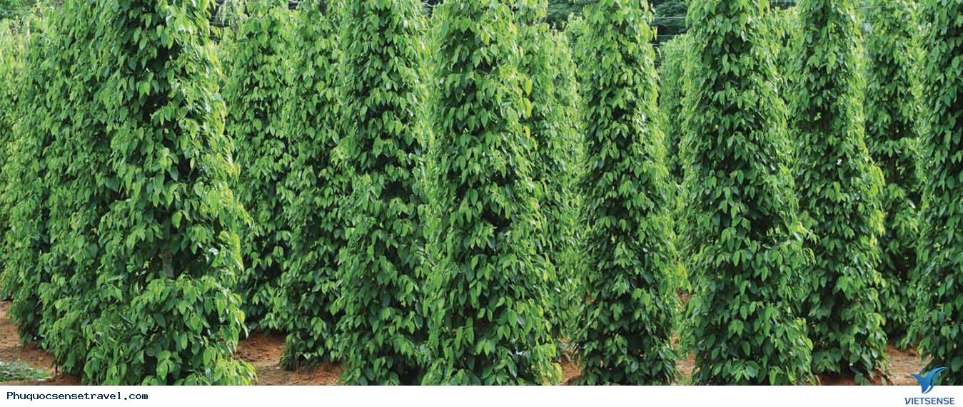 Vườn tiêu Phú Quốc xanh mướt một màu - Ảnh 4 Vườn tiêu Phú Quốc xanh mướt một màu - Ảnh 4