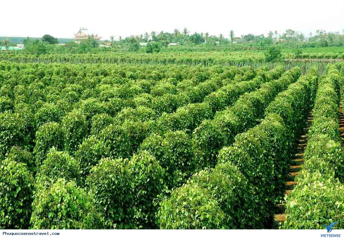Vườn tiêu Phú Quốc xanh mướt một màu - Ảnh 2 Vườn tiêu Phú Quốc xanh mướt một màu - Ảnh 2