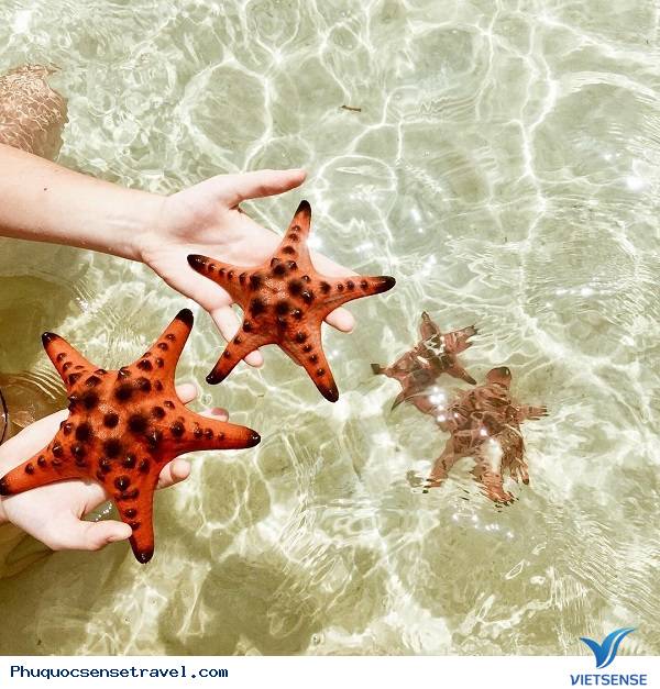 Vương quốc sao biển có gì hấp dẫn? - Ảnh 3 Vương quốc sao biển có gì hấp dẫn? - Ảnh 3