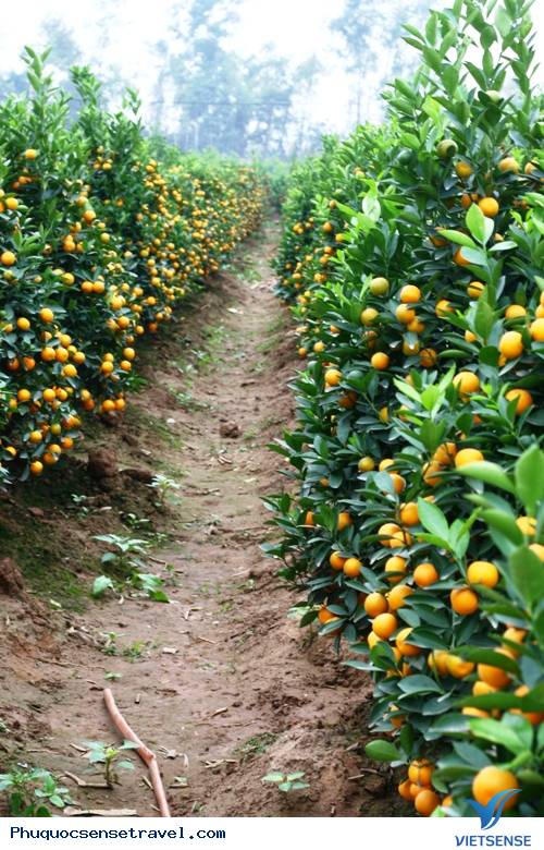 Xuân Về Những Làng Hoa - Ảnh 5 Xuân Về Những Làng Hoa - Ảnh 5
