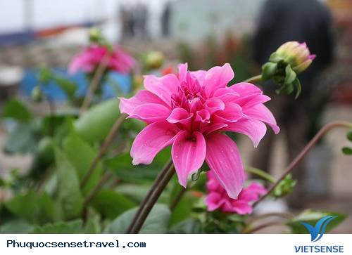 Xuân Về Những Làng Hoa - Ảnh 4 Xuân Về Những Làng Hoa - Ảnh 4