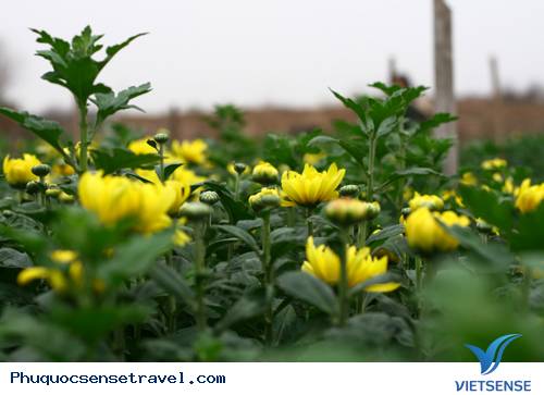 Xuân Về Những Làng Hoa - Ảnh 1